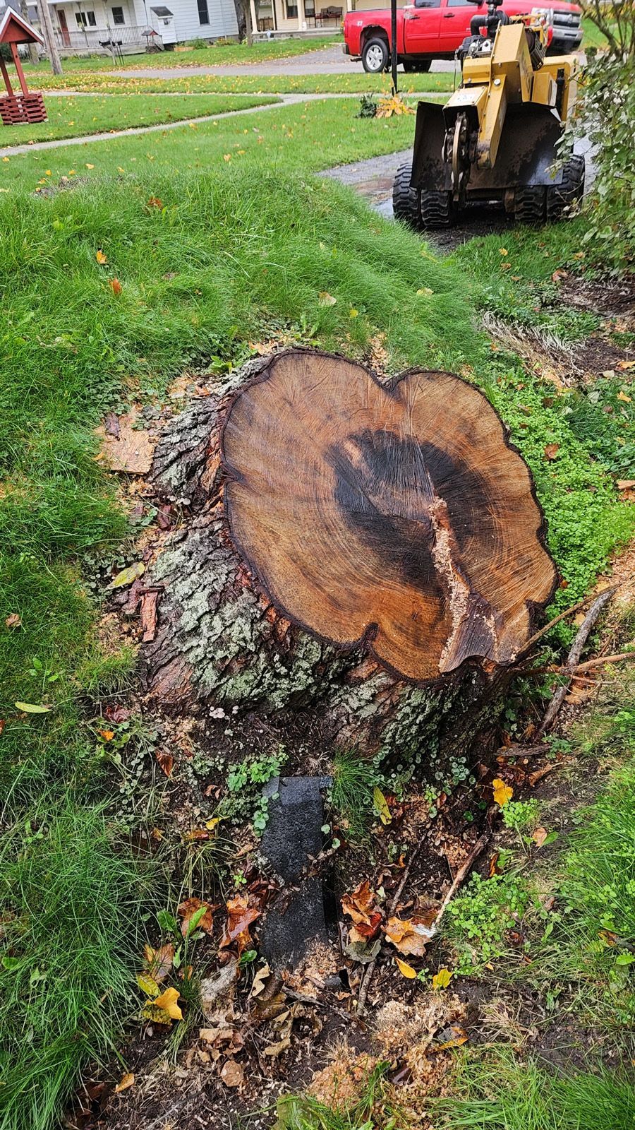 Tree stump with a dark center and a stump grinder on a grassy lawn.