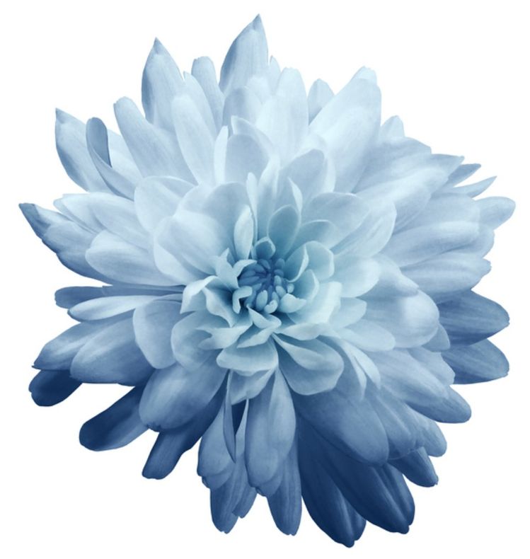 Fiore blu