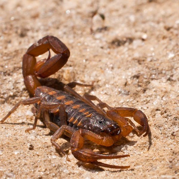 alacranes