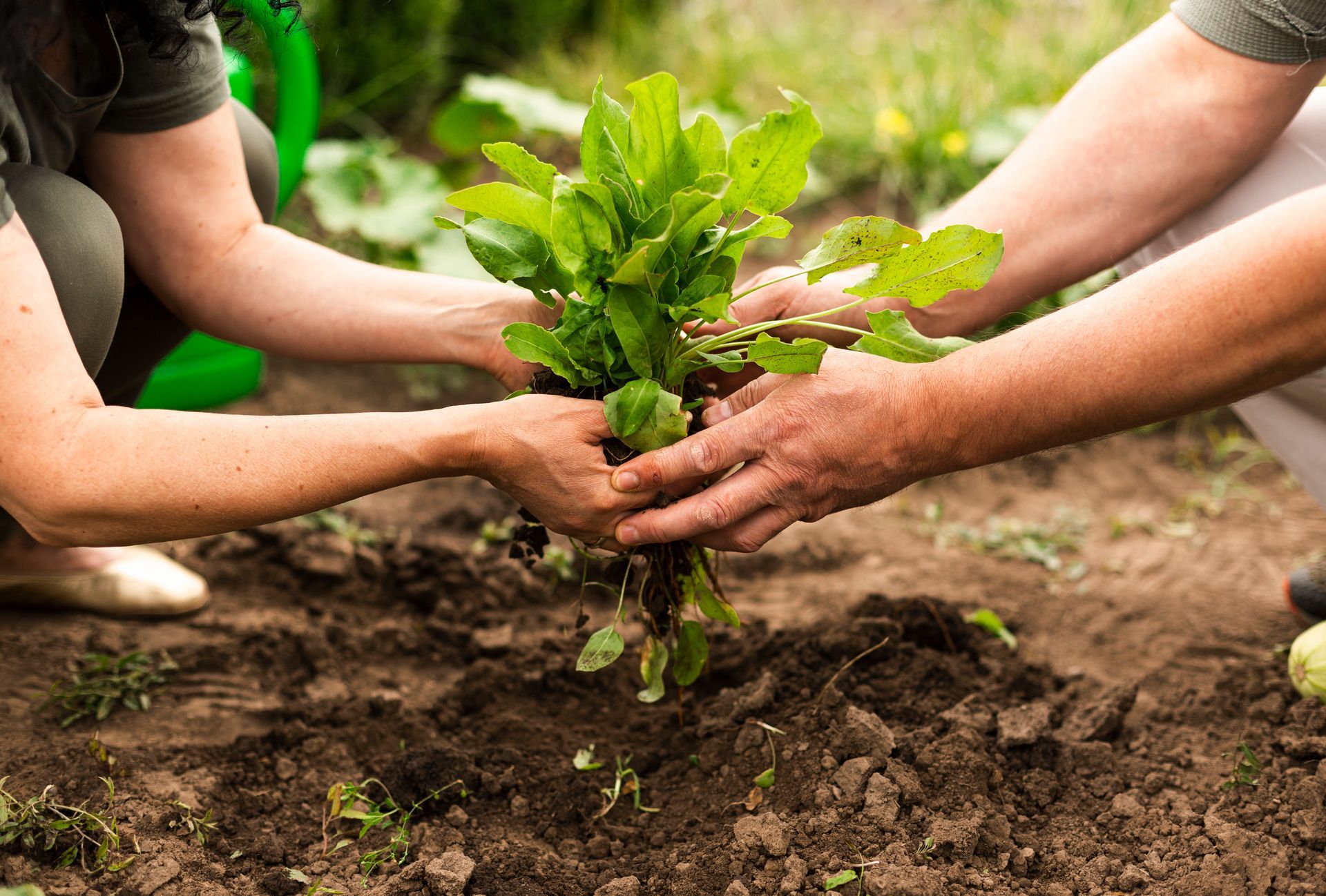 a couple planting together