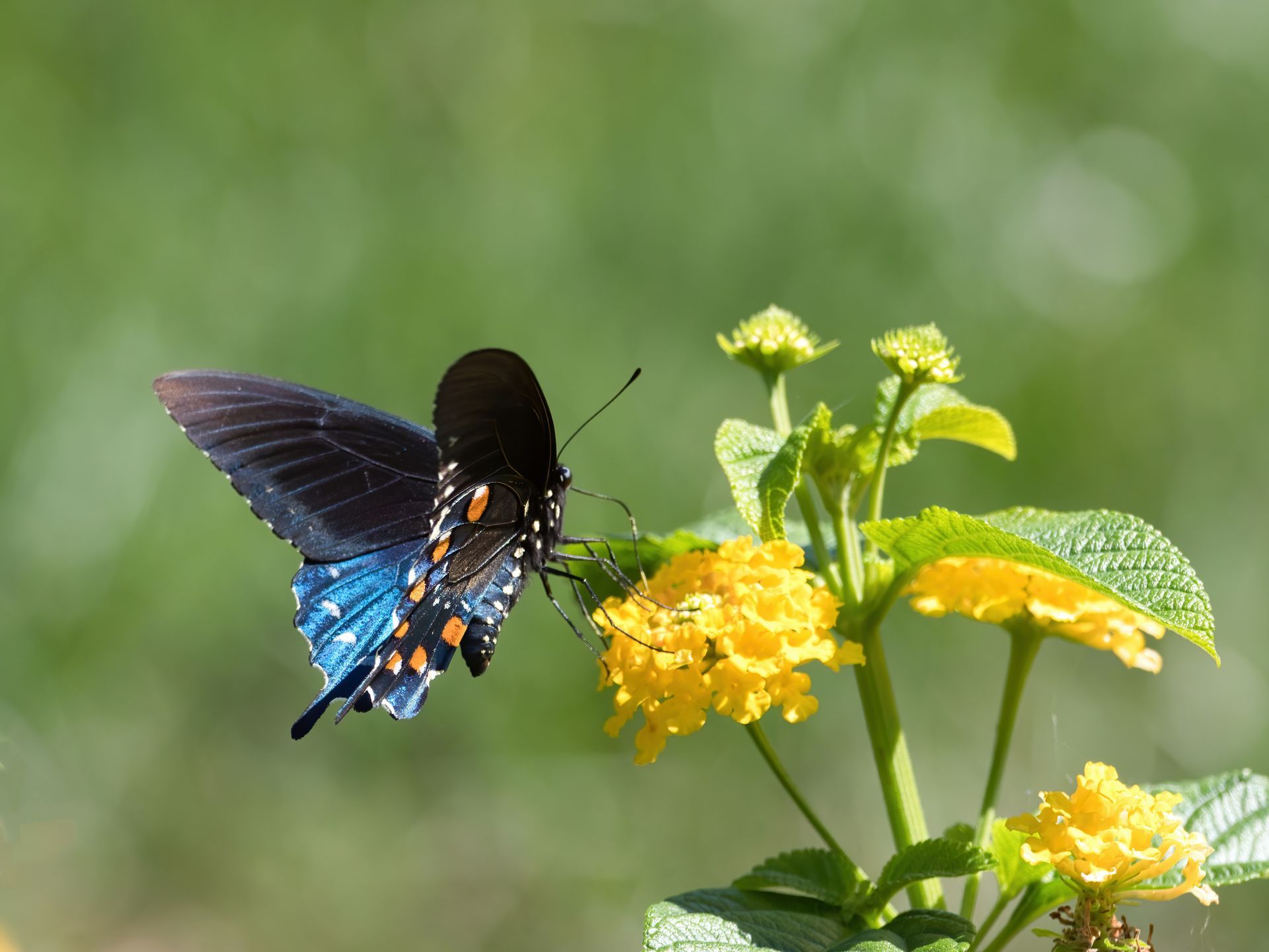 butterfly sitting on a flower