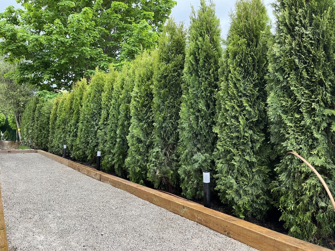 Shades of Green Landscape Work Sample