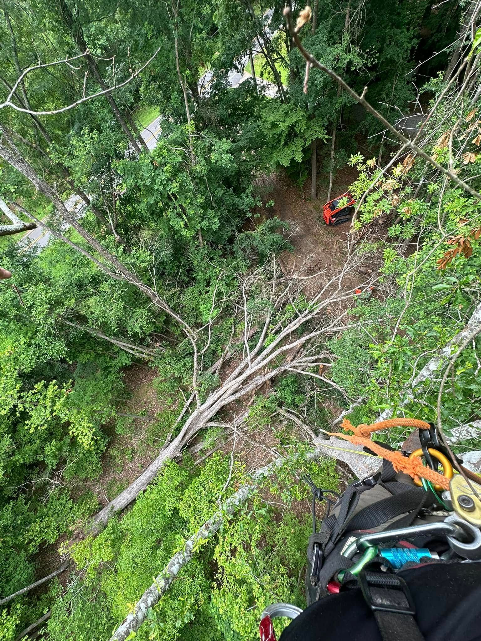 A person is climbing a tree with a harness on.