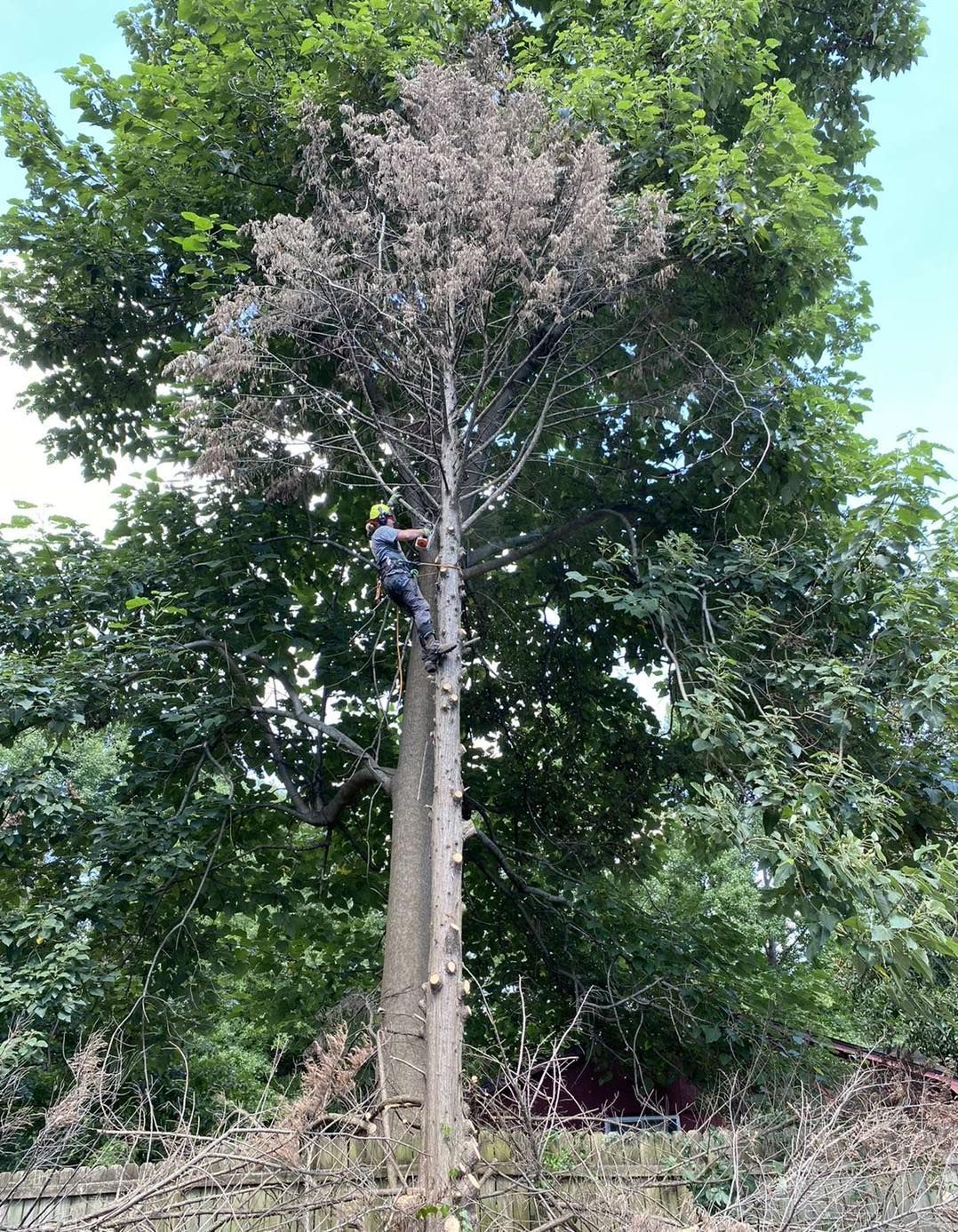 A man is climbing up a tree with a chainsaw.