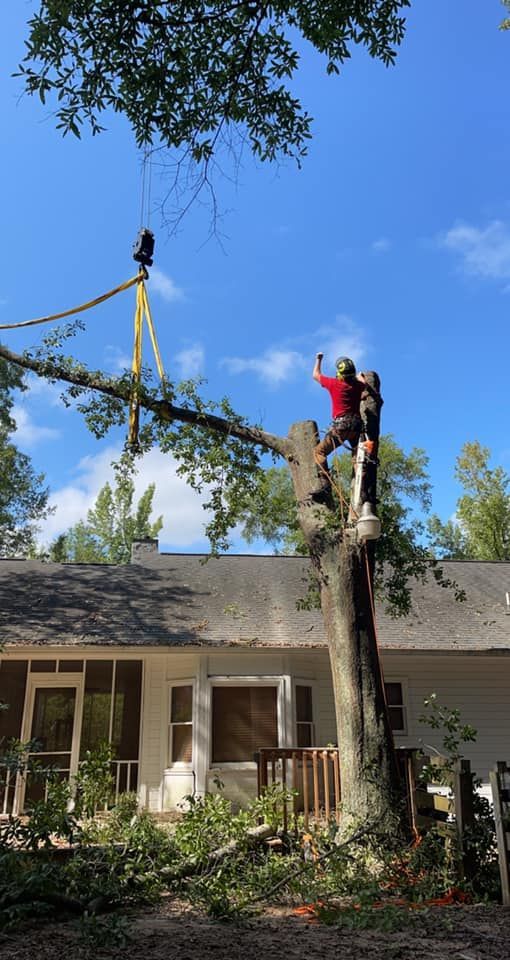 A man is climbing a tree in front of a house