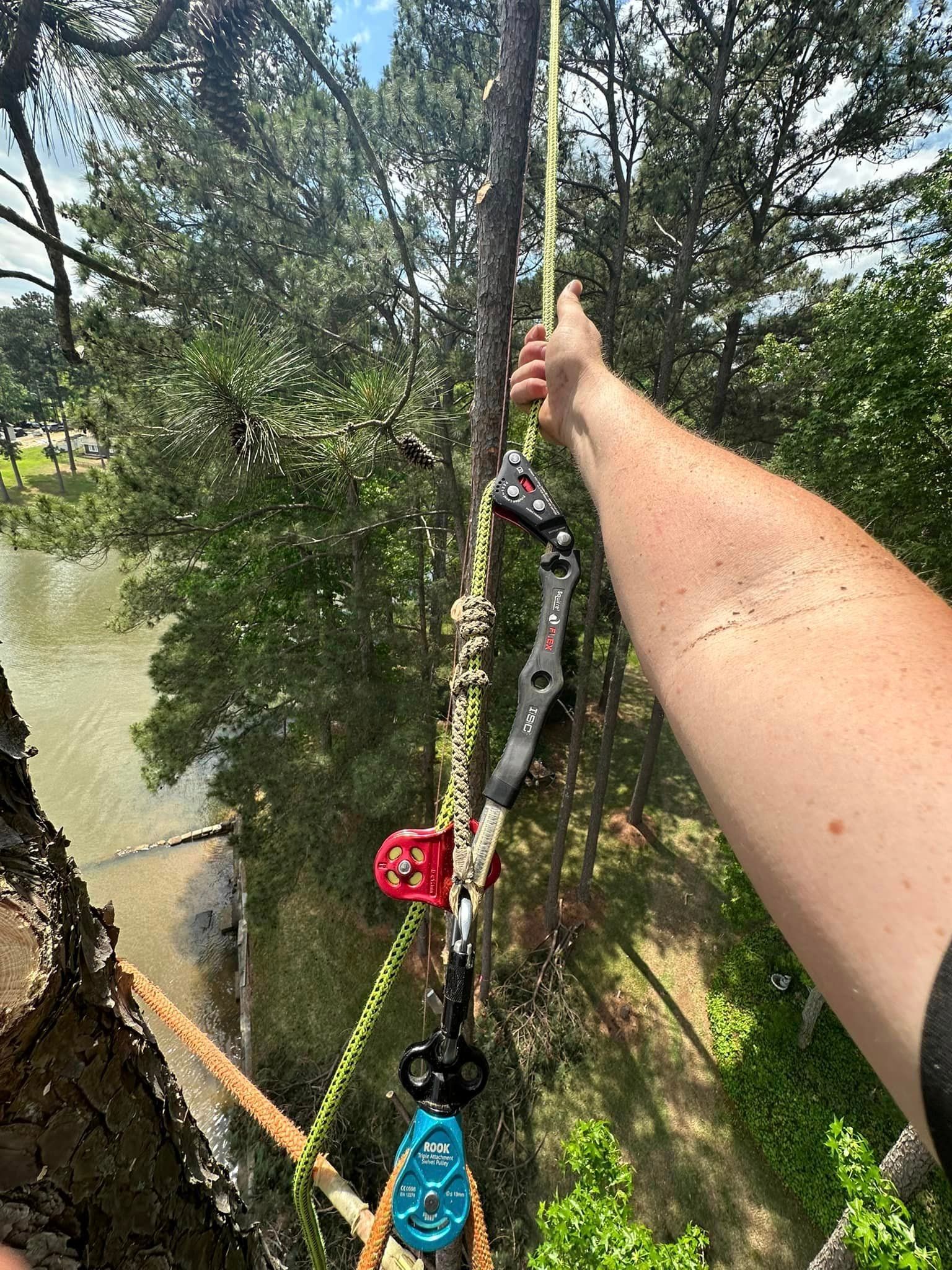 A person is climbing a tree with a rope attached to it.