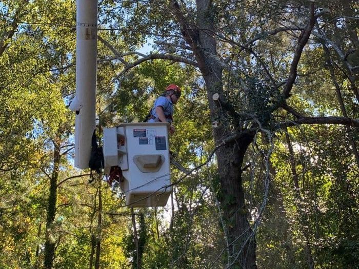 A man in a bucket is cutting a tree