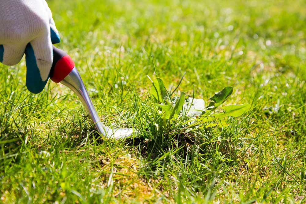 A Person Is Using A Tool To Remove Weeds From A Lawn — Dillon Rural In Kew, NSW