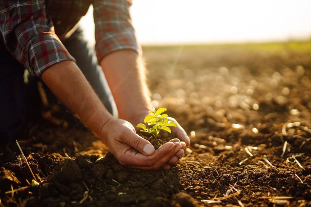 A Person Is Holding A Small Plant In Their Hands — Dillon Rural In Kew, NSW
