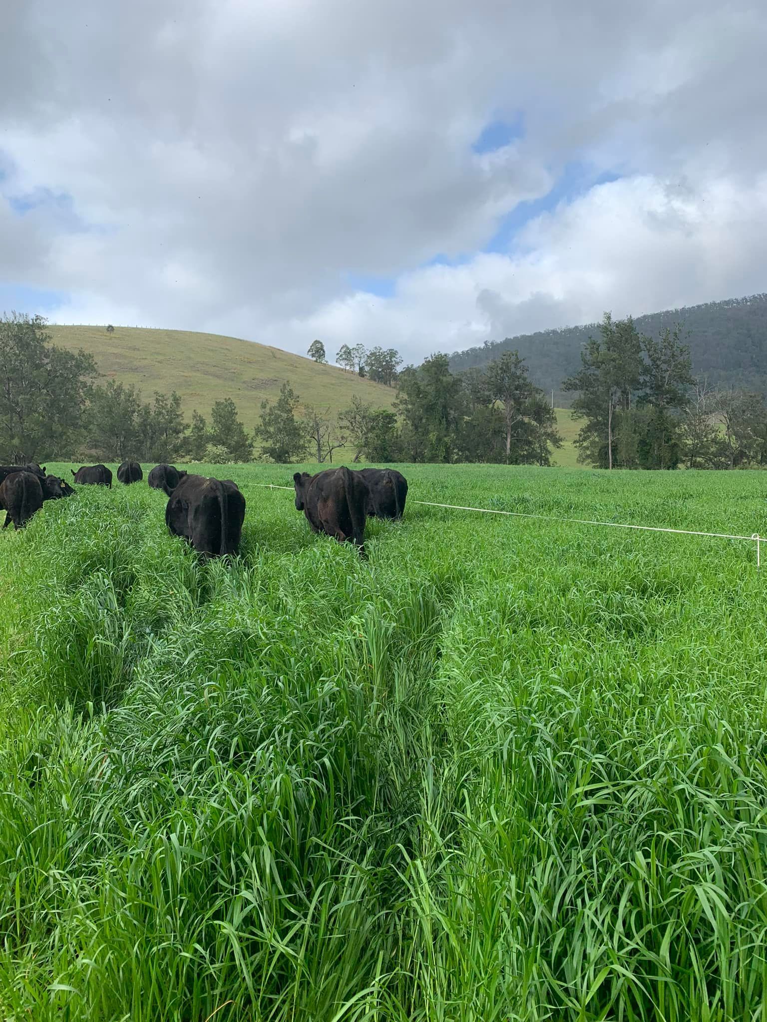 Black cows in a long grassy field — Dillon Rural In Cundletown, NSW