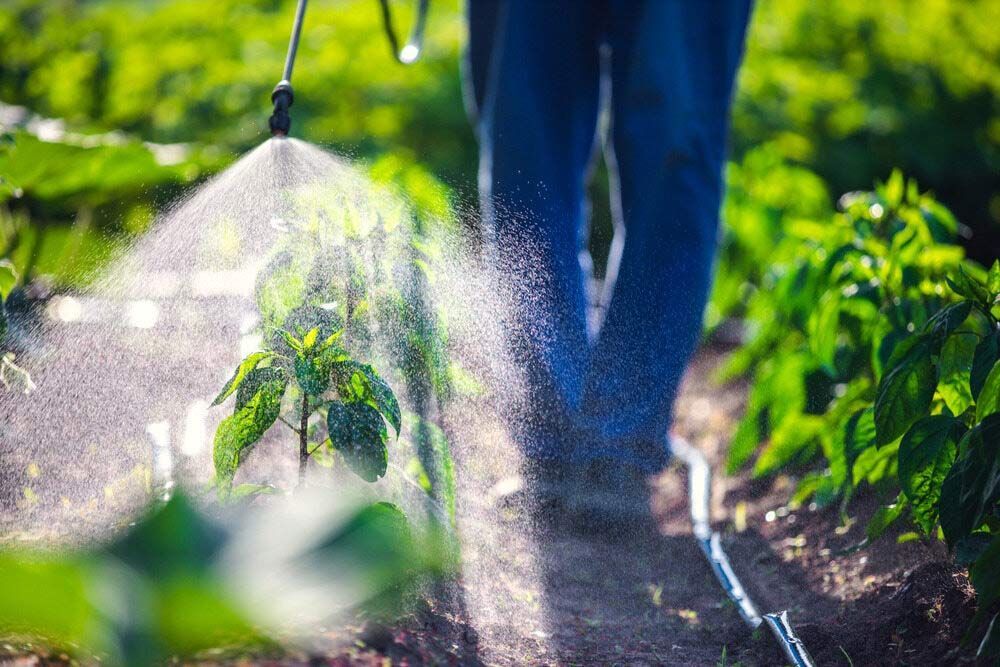 A Person Is Spraying Plants In A Garden With A Sprayer — Dillon Rural In Kew, NSW