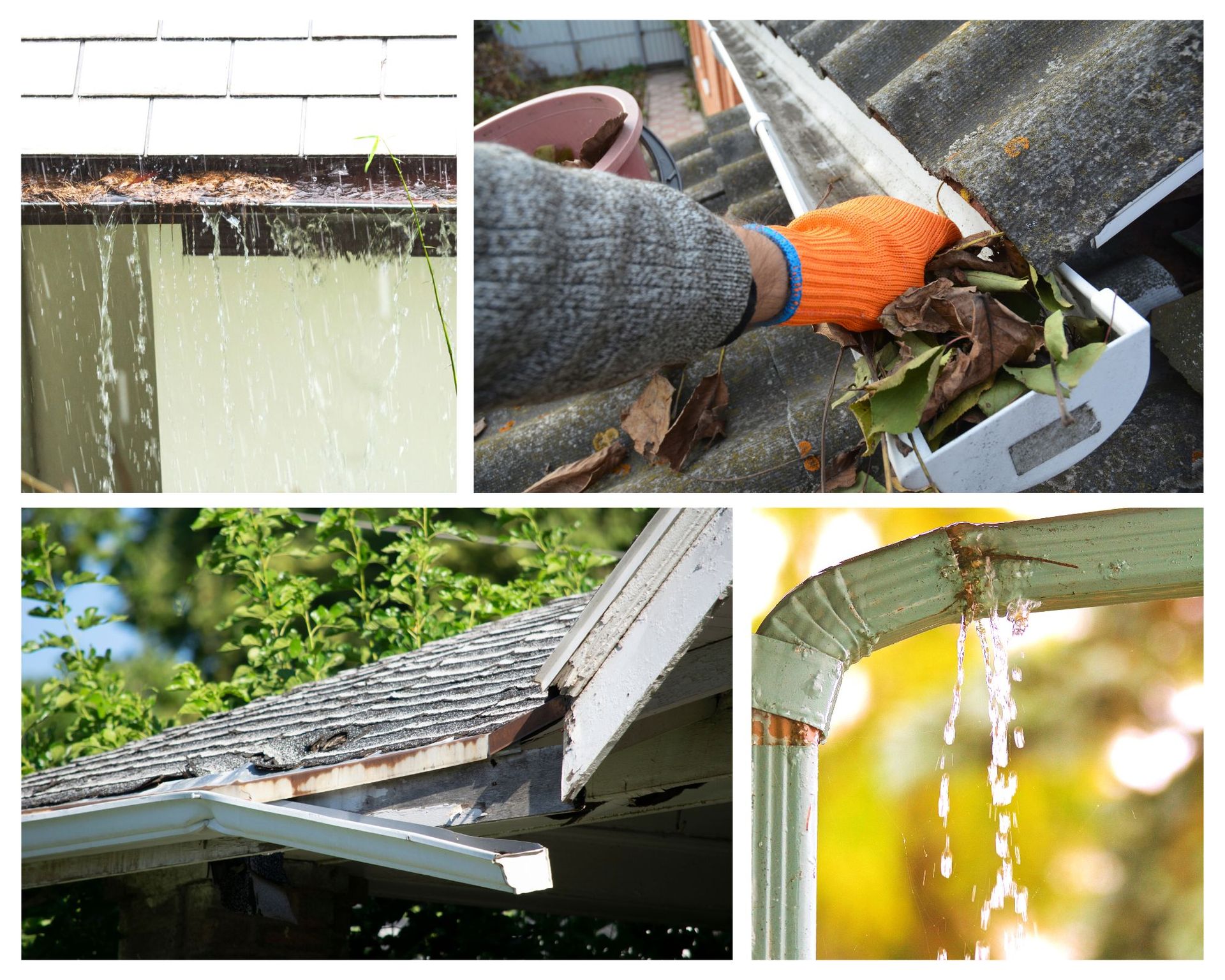 Rotted fascia board due to failing gutters