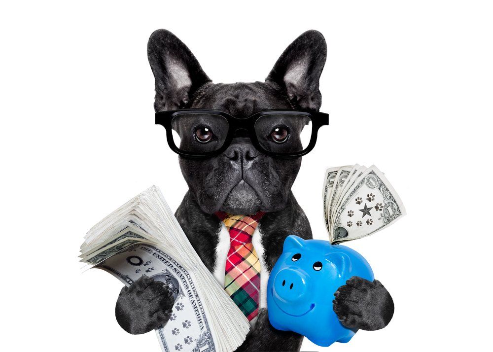 Comical image of black french bulldog in glasses and a plaid tie holding a wad of cash and a piggy bank