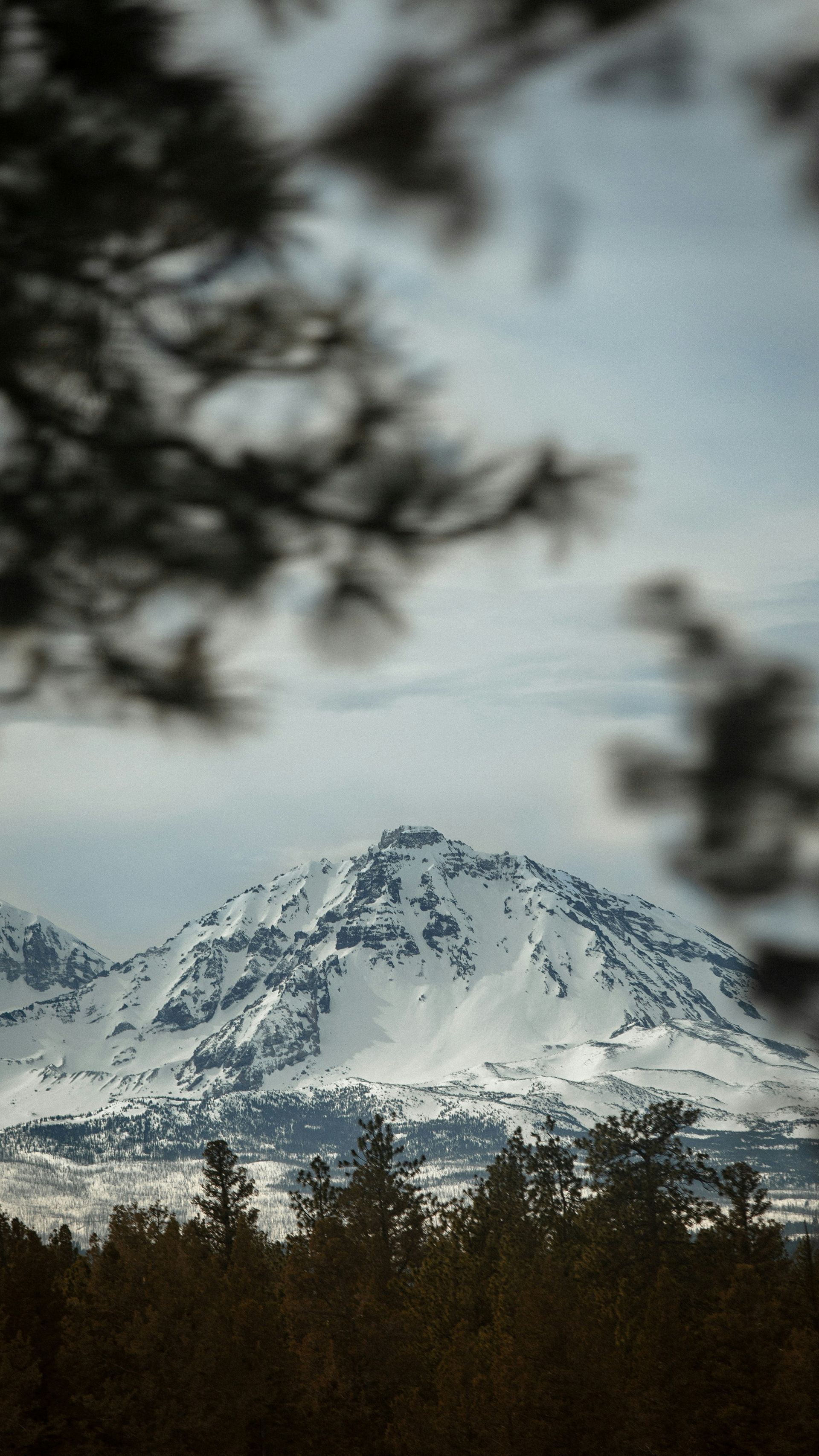 A snowy mountain is visible through the trees in the foreground.