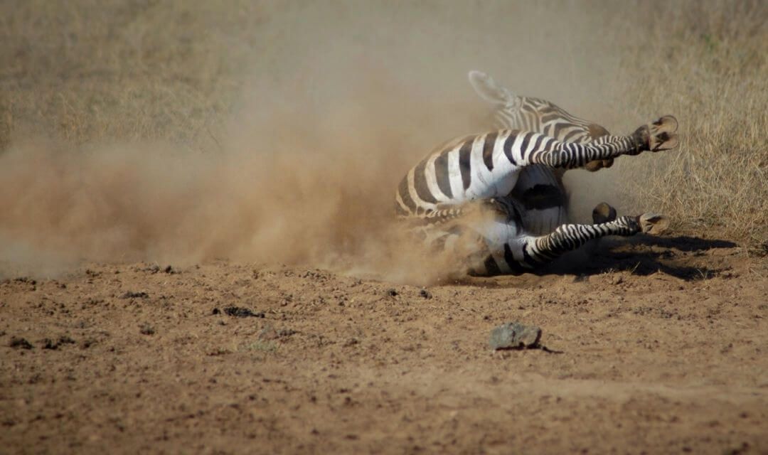 zebra sliding on side across dirt brushing up a cloud of dirt