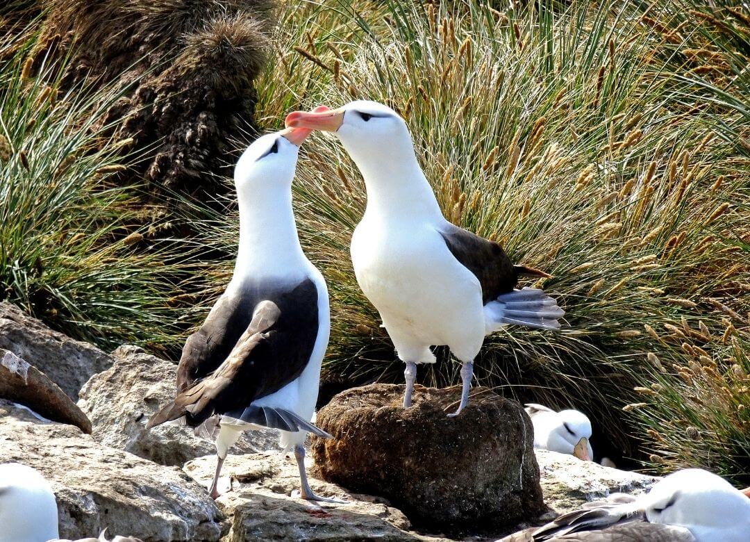 albatross performing mating dance with beaks touching