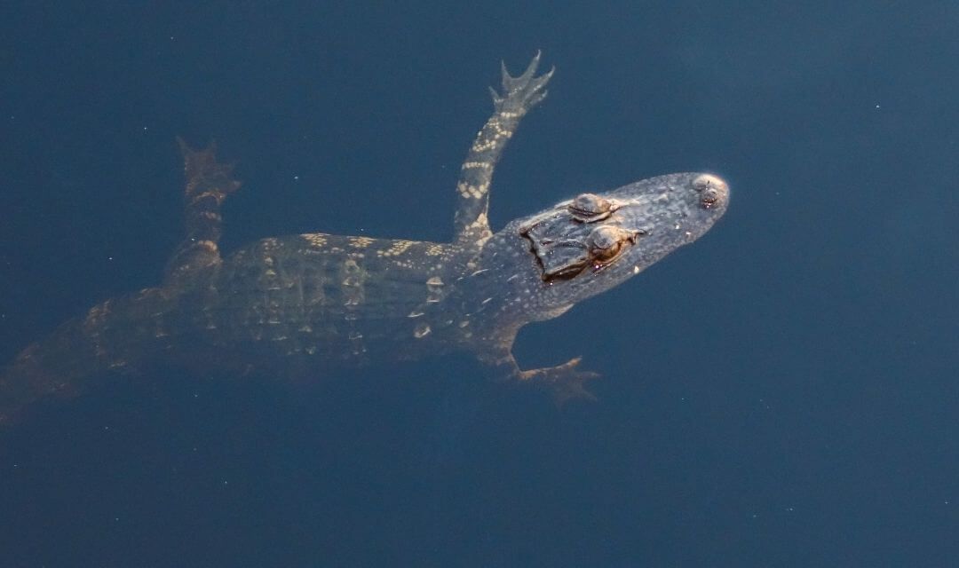 alligator floating near the surface of water