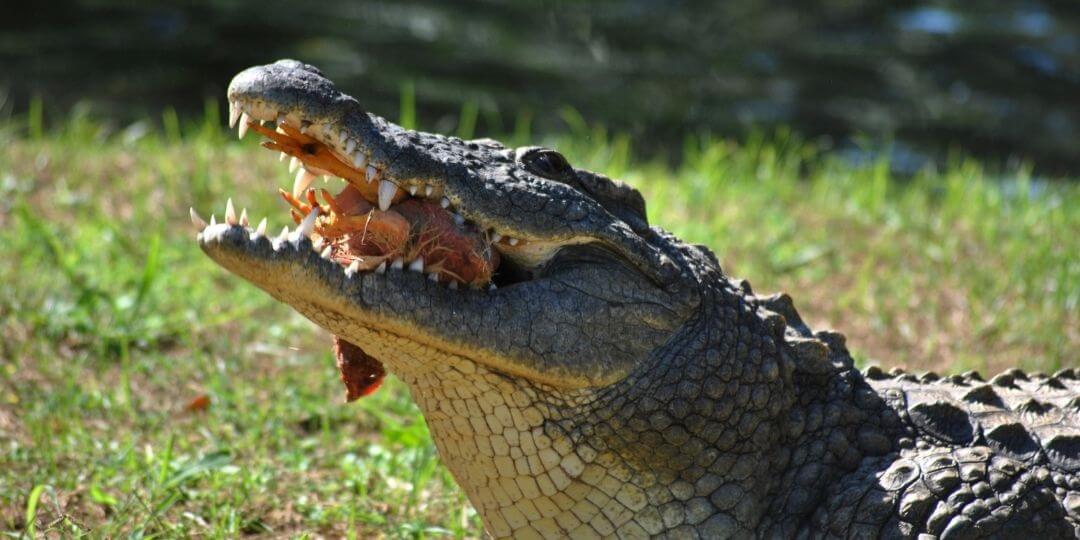 alligator chomping down on a large piece of meat