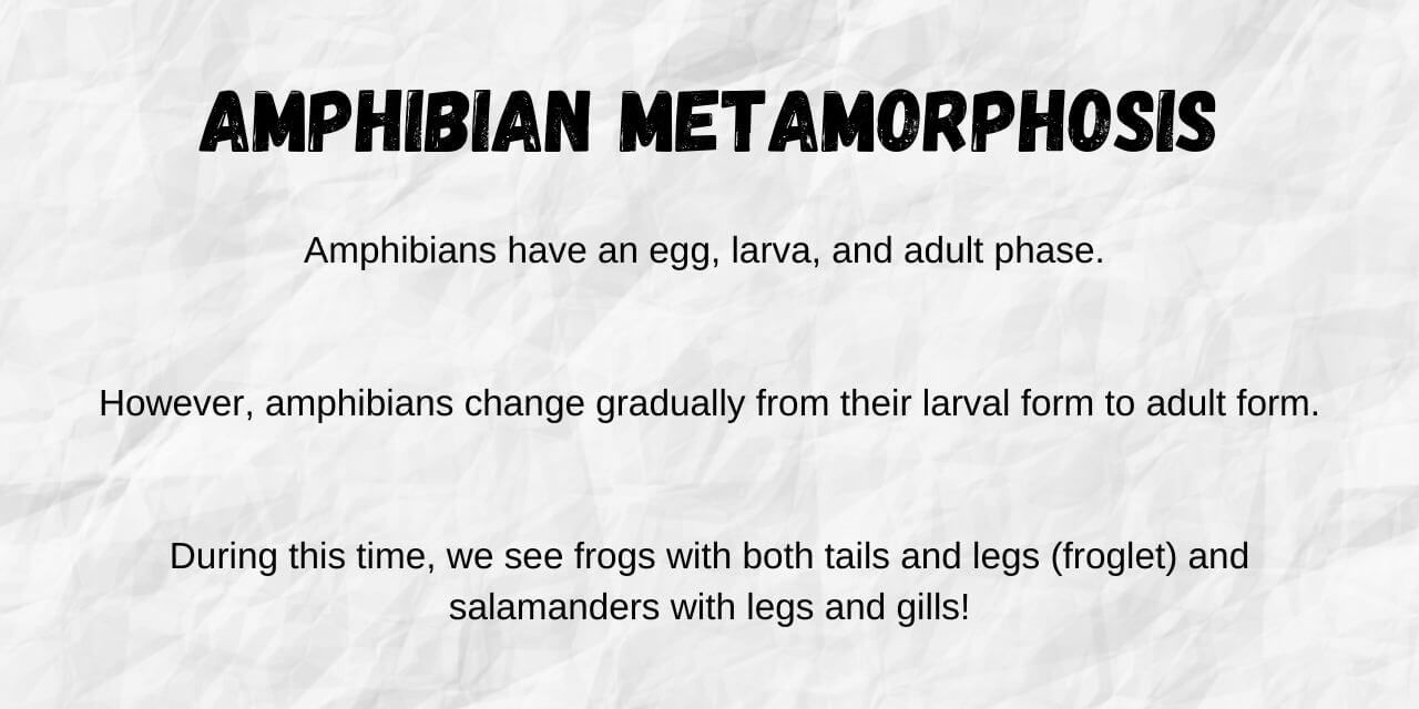 amphibian metamorphosis phases and life stages