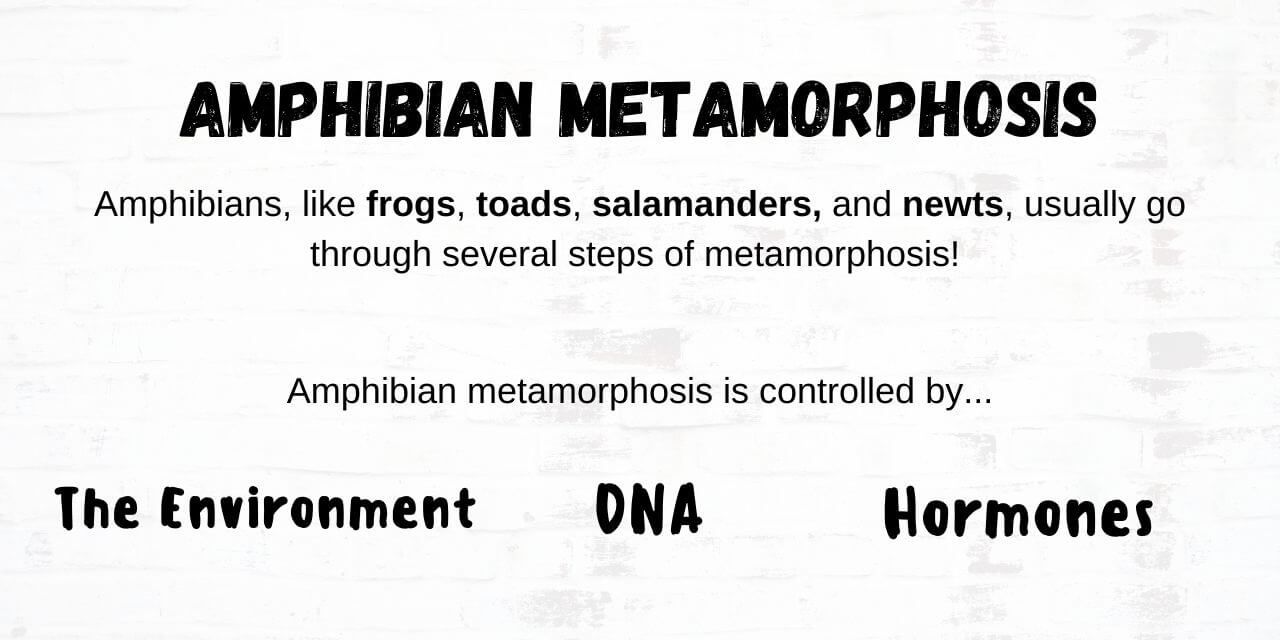 amphibian metamorphosis explanation and examples