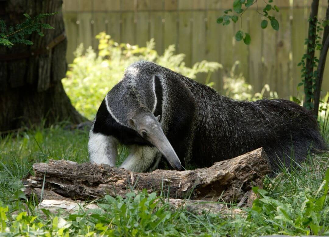 giant anteater investigating a log for bugs