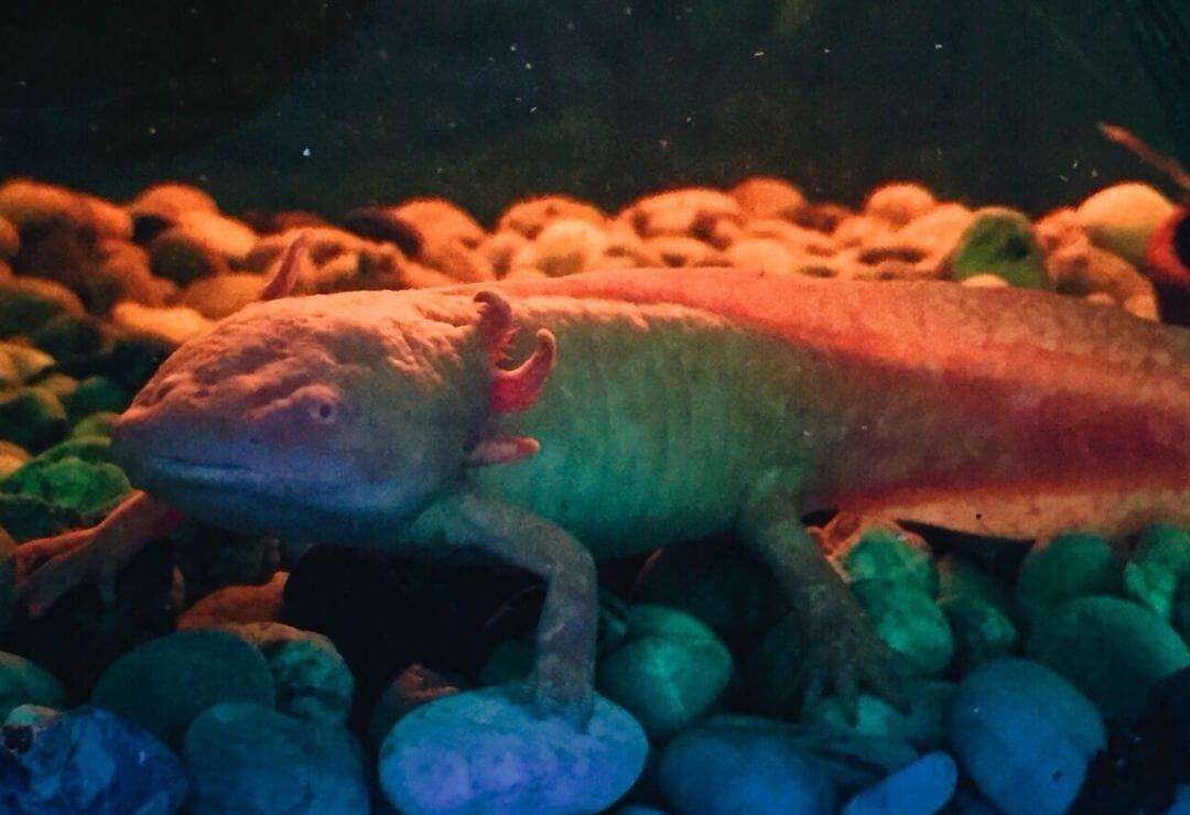 axolotl at  the bottom of aquarium resting on dark rocks