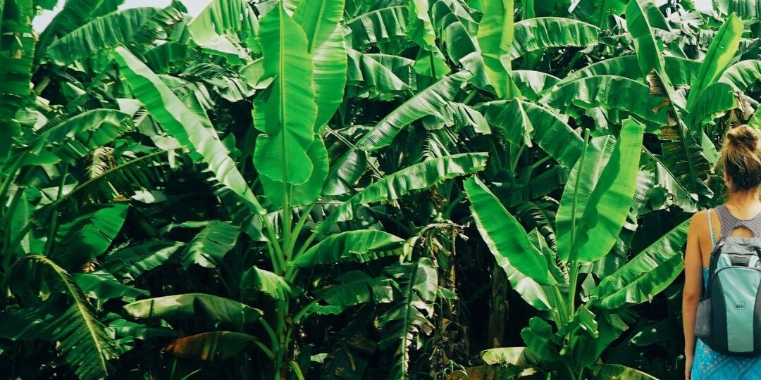 row of banana trees with giant green leaves
