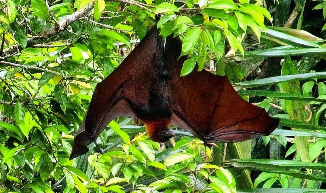 bat hanging from a tree branch