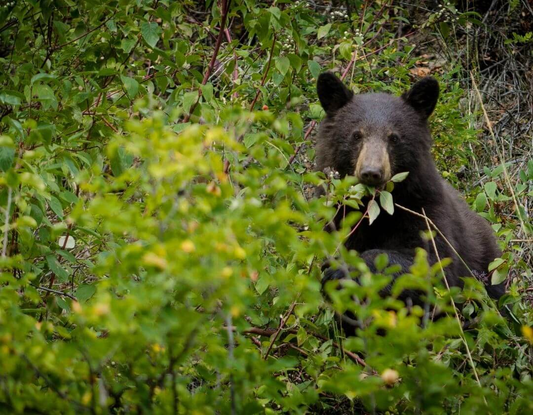 bear in a dense forest eating leaves