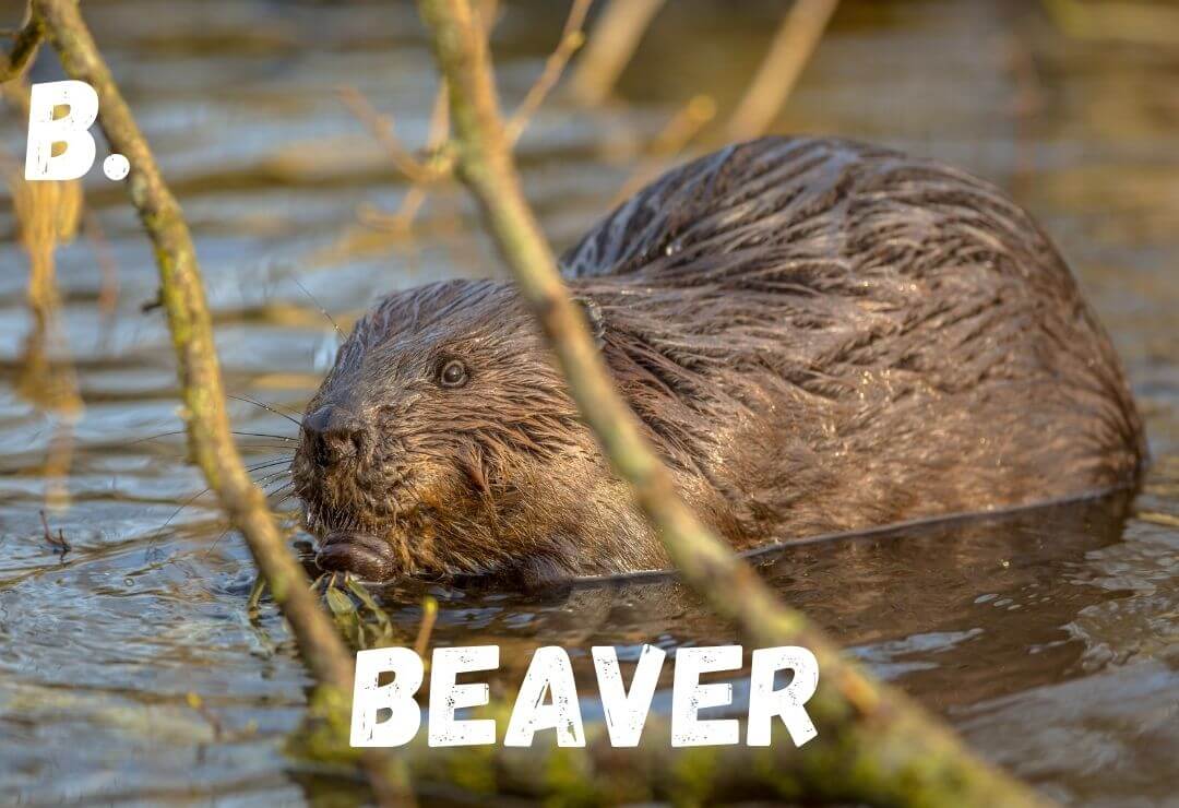 beaver relaxing and eating behind branches in a slow moving pond