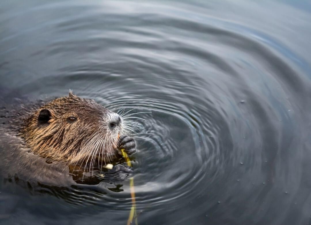 beaver nibbling on grasses floating in the water