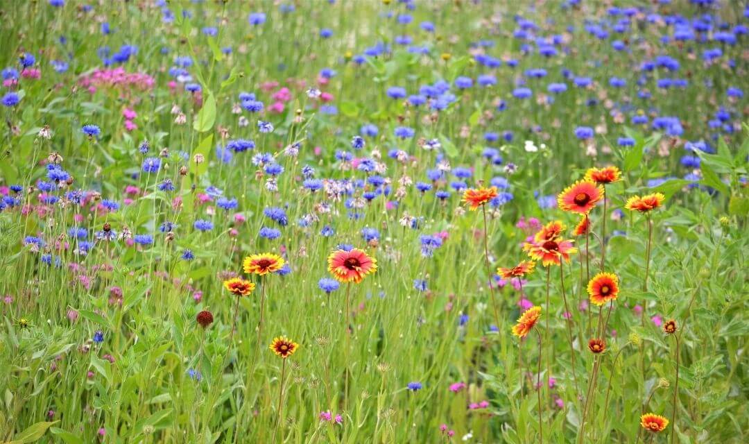 wildflower field with red, yellow, blue, and pink flowers