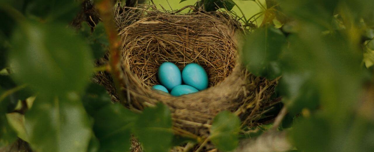 four blue eggs in a birds nest
