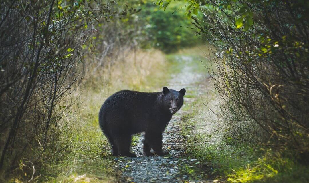 black bear standing on a pathway