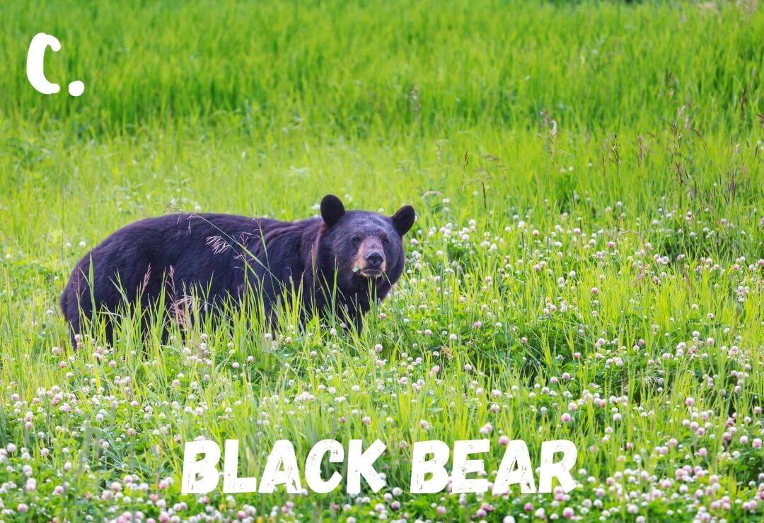 black bear looking at the camera standing in a field of tall grasses and flowers