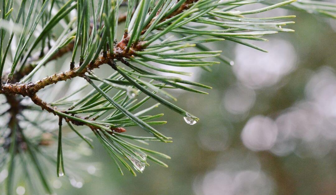 conifer pine needles with water droplets