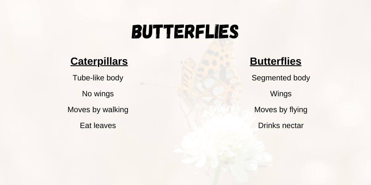 butterfly life cycle differences during life phases