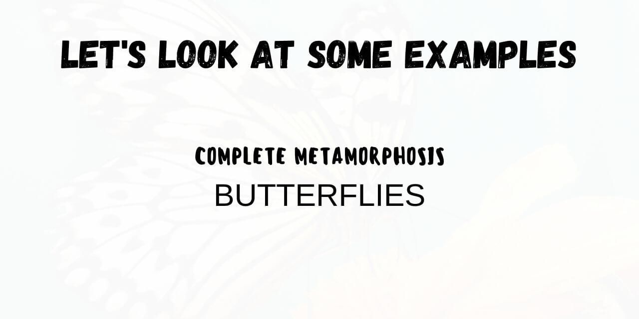 butterfly metamorphosis example