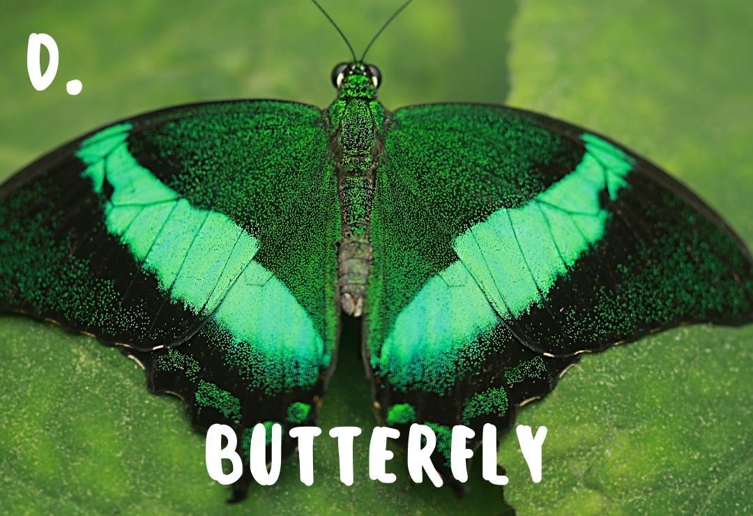 an emerald green butterfly with beautiful wings spread