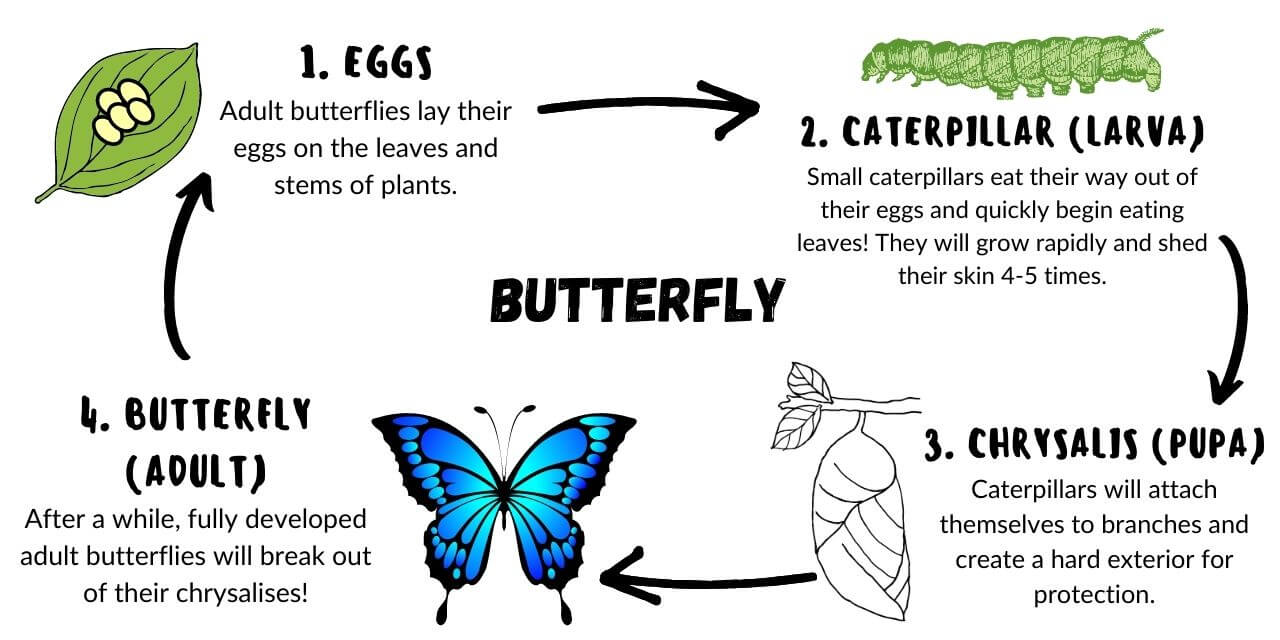butterfly life cycle phases explained