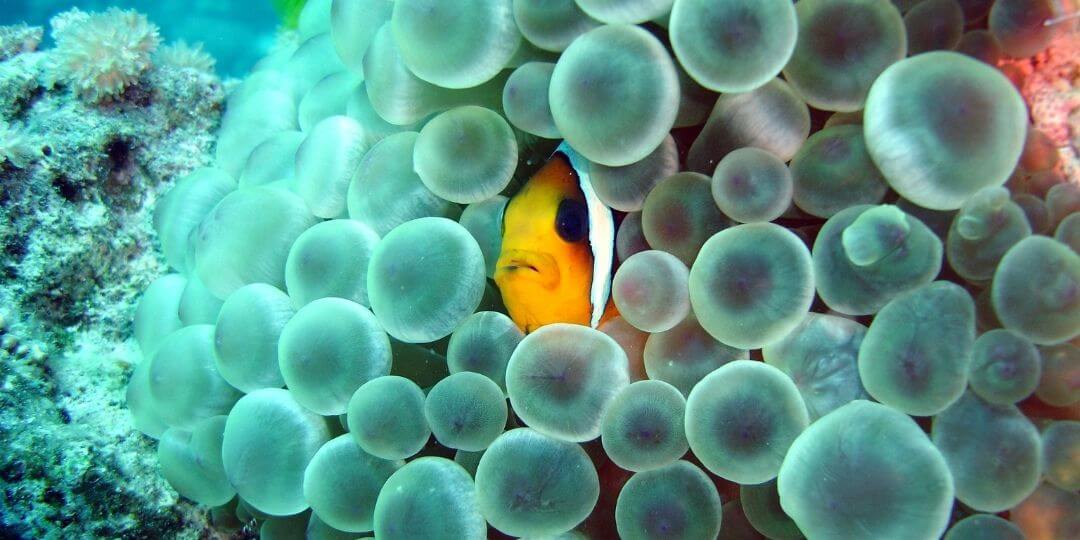 clown fish peaking out from an anemone