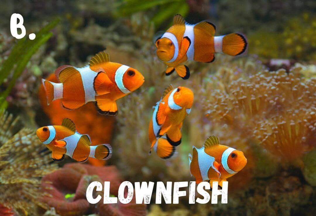 group of clownfish swimming with sea anemones in the background