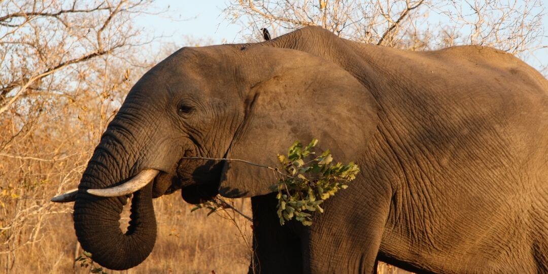 large african elephant chewing on a leafy branch with an oxpecker standing on its shoulders