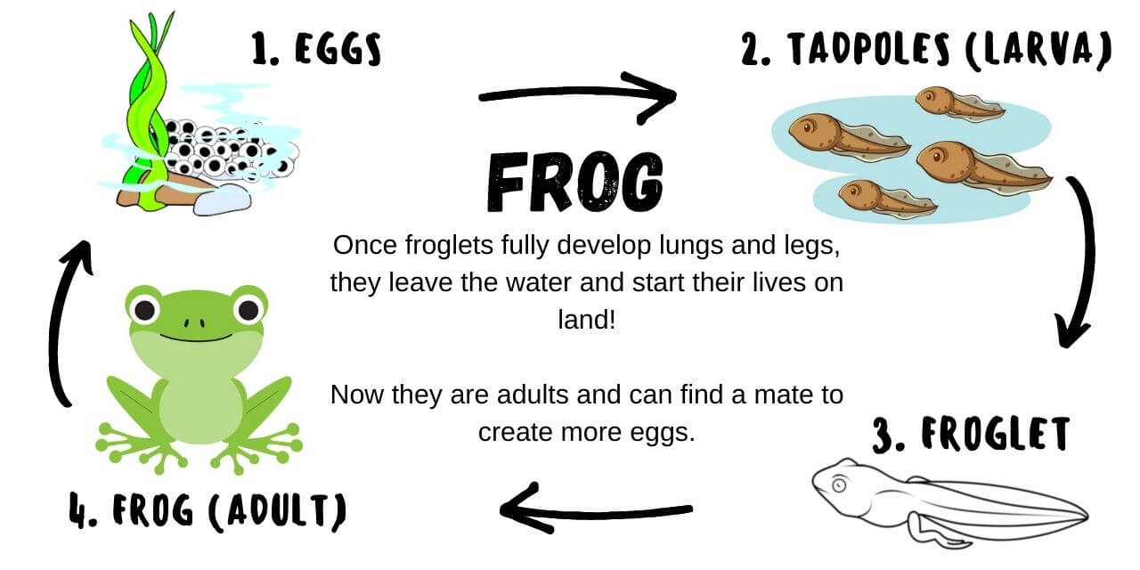 complete frog life cycle