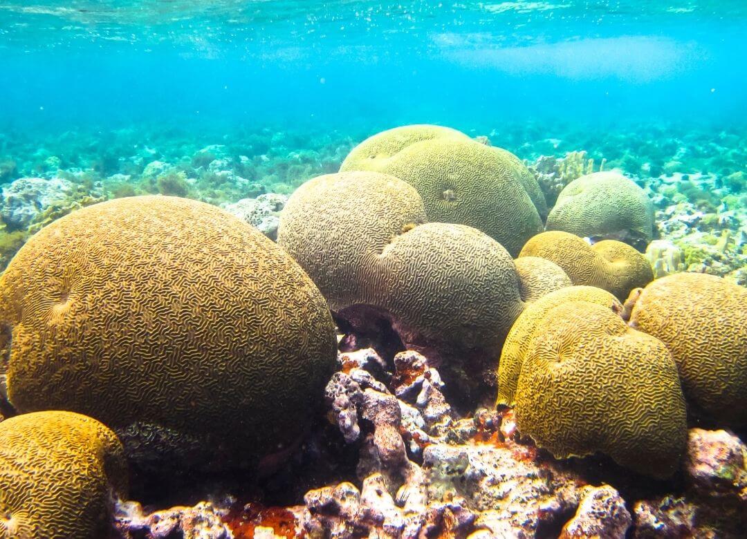 coral reef, brain corals in shallow tropical water