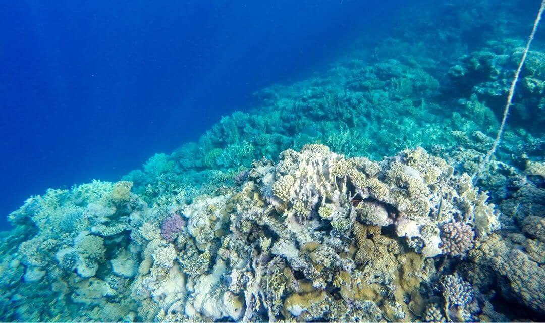 coral reef ecosystem with bleaching coral