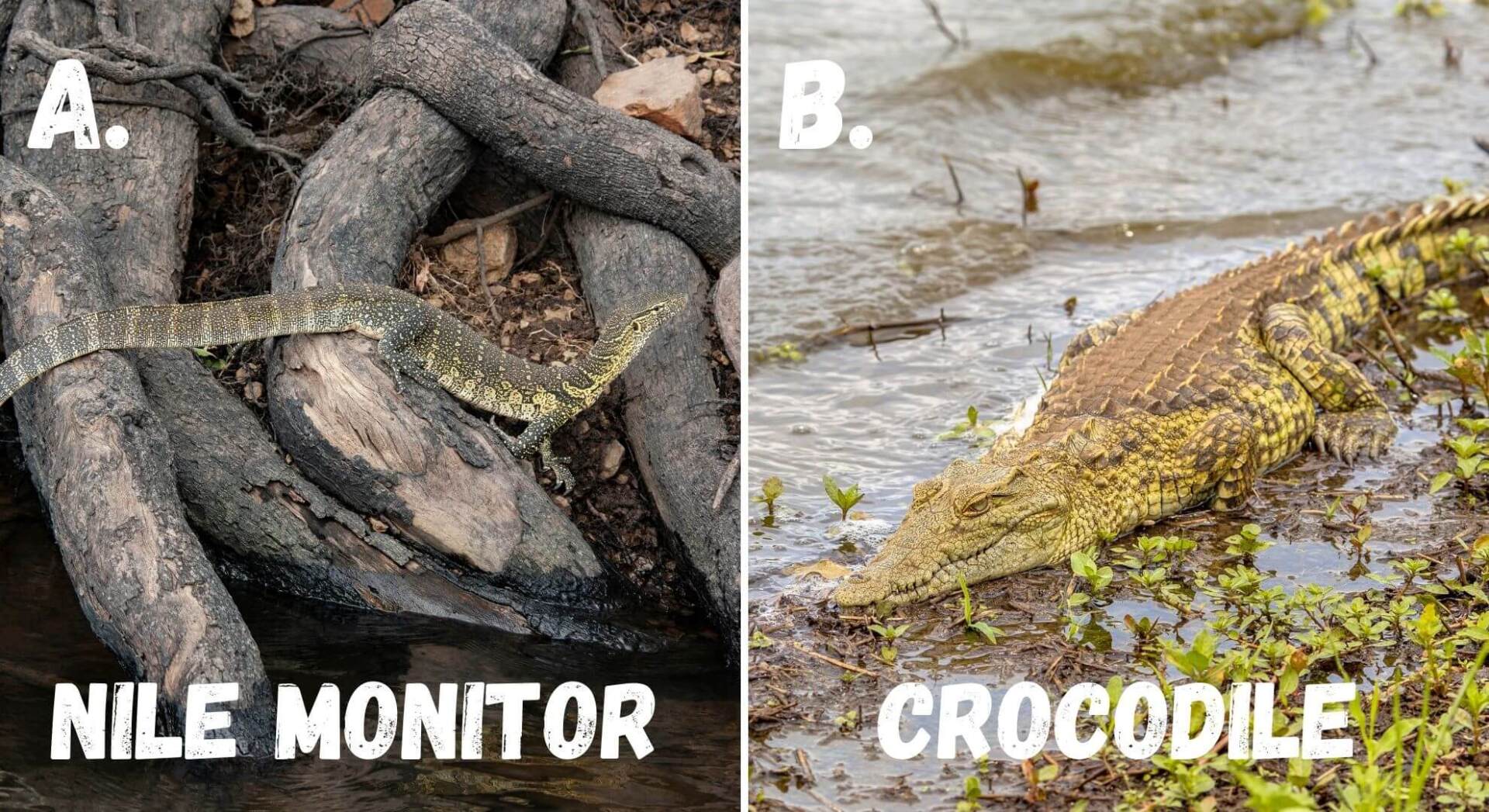 nile crocodiles are the apex predator in their ecosystem and will feed on small reptiles like the nile monitor