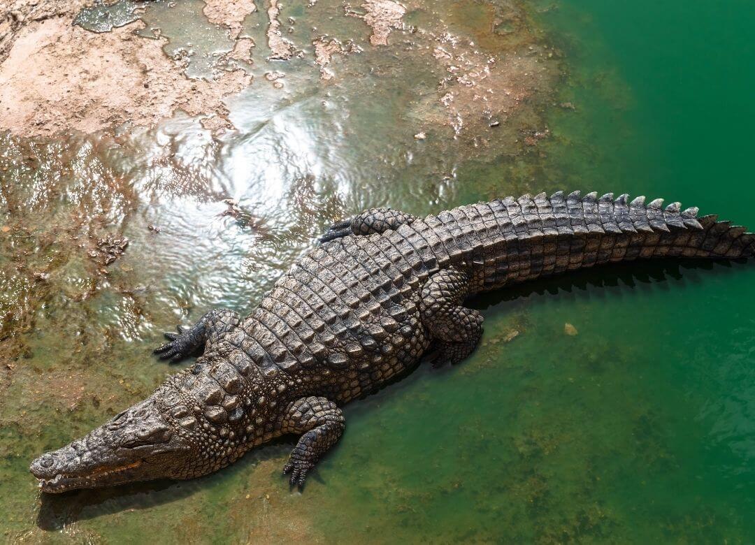 crocodile basking on a shore