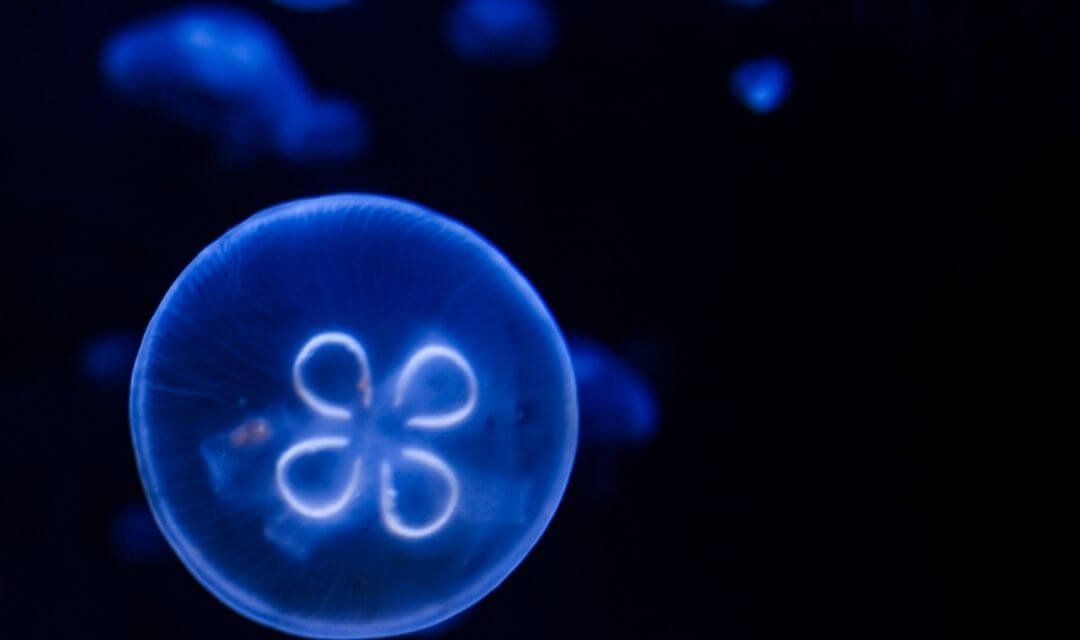 jellyfish swimming in the dark water of the deep ocean