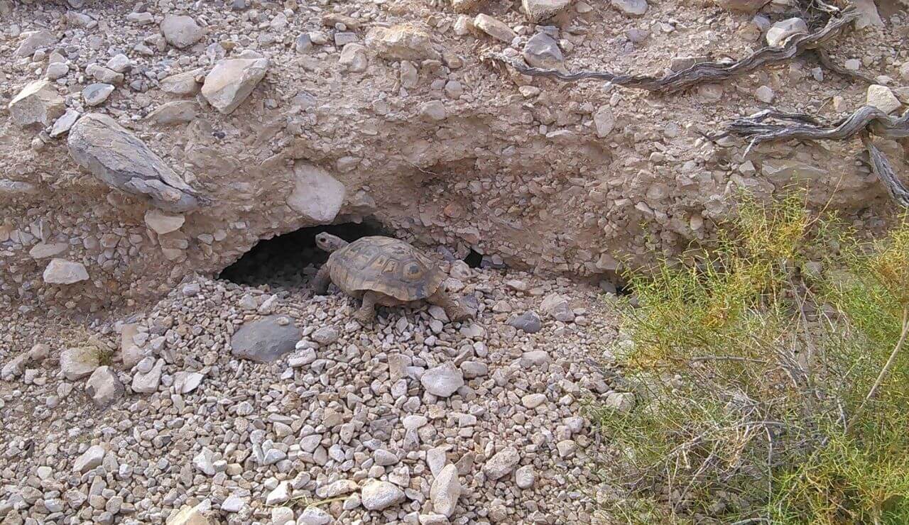 desert tortoise walking slowing towards a burrow